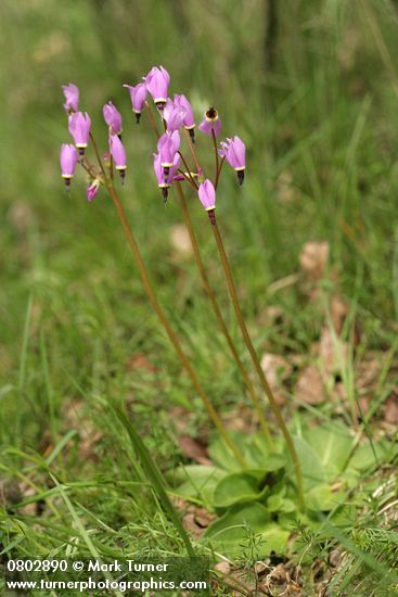 Dodecatheon hendersonii