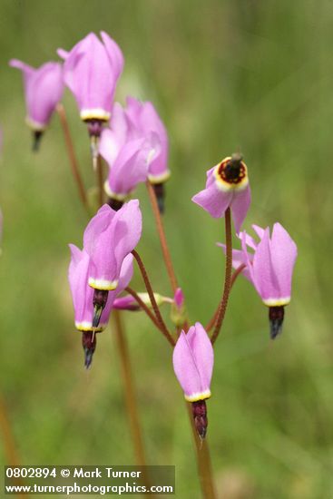 Dodecatheon hendersonii