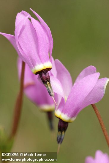 Dodecatheon hendersonii