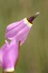 Henderson's Shooting Star blossoms detail
