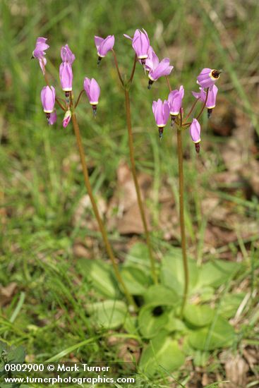 Dodecatheon hendersonii