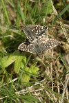 Two-banded Checkered Skipper butterflies mating