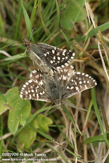 Pyrgus ruralis