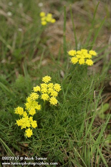 Lomatium utriculatum