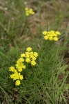 Spring Gold (Fine-leaf Desert Parsley)