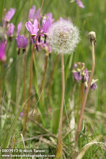 Taraxacum officinale