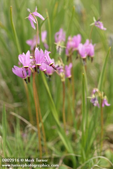 Dodecatheon hendersonii