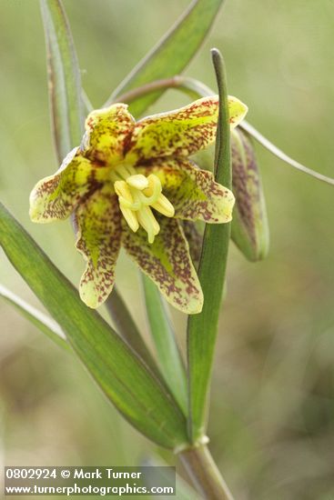 Fritillaria affinis