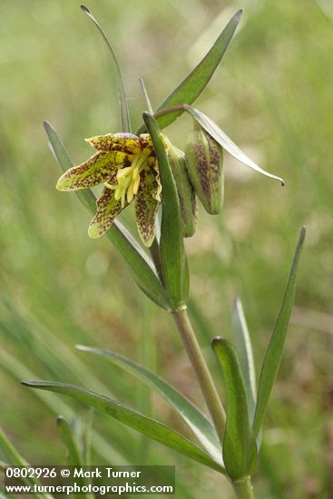 Fritillaria affinis