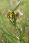 Mission Bells (Checker Lily) blossom, buds & foliage