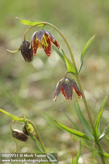 Fritillaria affinis