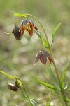 Mission Bells (Checker Lily), backlit