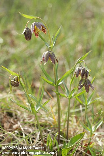 Fritillaria affinis