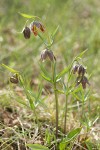 Mission Bells (Checker Lily), backlit