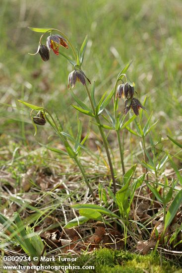 Fritillaria affinis