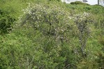 Escaped domestic Apple tree blooming among Nootka Roses