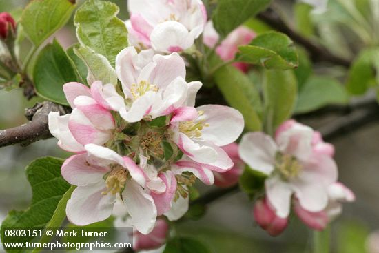 Malus pumila