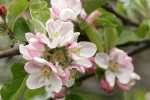 Domestic Apple blossoms & foliage