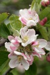 Domestic Apple blossoms & foliage