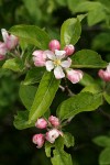 Domestic Apple blossoms & foliage