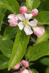 Domestic Apple blossoms & foliage