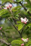 Domestic Apple blossoms & foliage