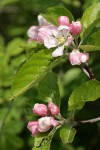 Domestic Apple blossoms & foliage