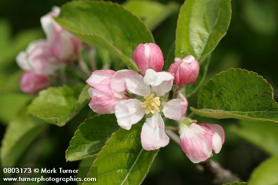 Malus pumila