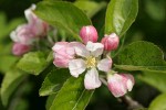 Domestic Apple blossoms & foliage