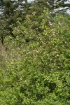 Shrubby Domestic Apple blooming among Nootka Roses