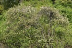 Shrubby Domestic Apple blooming among Nootka Roses