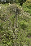 Shrubby Domestic Apple blooming among Nootka Roses