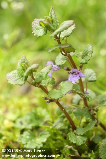 Glechoma hederacea