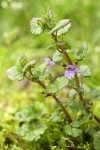 Ground-Ivy