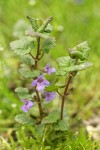 Ground-Ivy