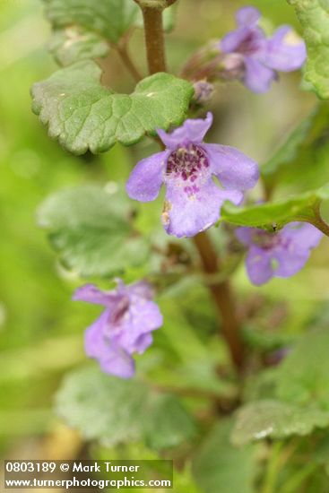 Glechoma hederacea