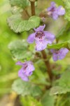 Ground-Ivy blossom & foliage detail