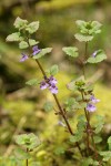 Ground-Ivy