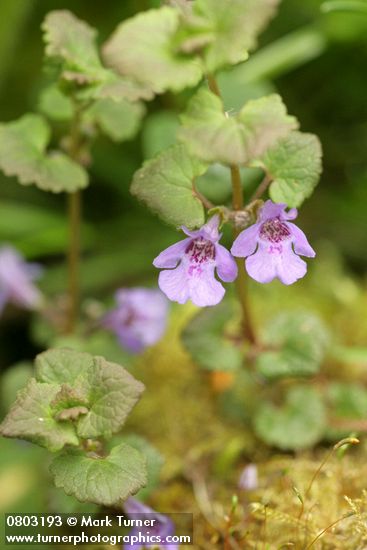 Glechoma hederacea