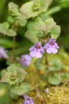 Ground-Ivy