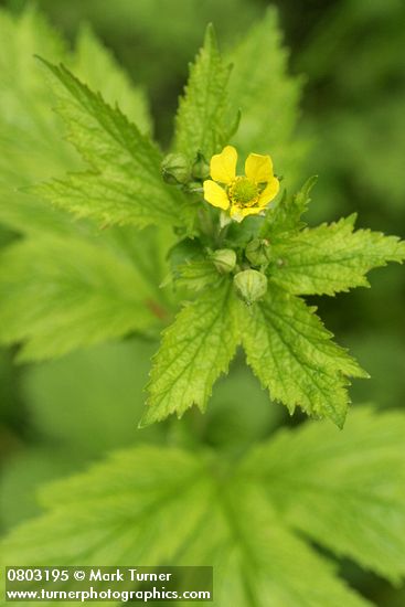 Geum macrophyllum