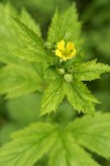 Large-leaved Avens blossom & foliage