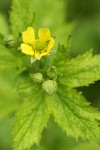 Large-leaved Avens blossom & foliage detail