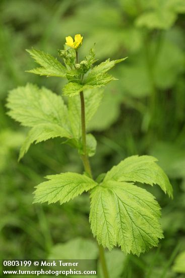 Geum macrophyllum