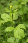 Large-leaved Avens