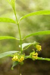 Black Twinberry blossoms & foliage