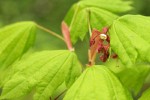 Vine Maple blossoms & foliage