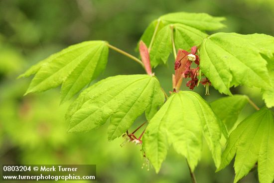 Acer circinatum