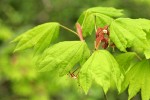 Vine Maple blossoms & foliage