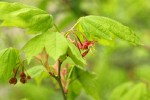 Vine Maple blossoms & foliage